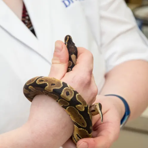 Poquoson Veterinary Hospital. This picture shows a female veterinarian holding onto a small brown and black snake that has coiled itself around her hand.